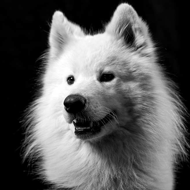 Taro - Office Motivator